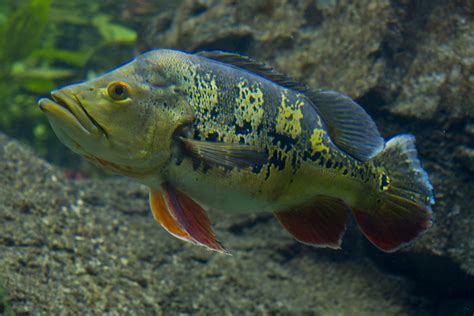 皇冠三間飼養|眼點麗魚:眼點麗魚（Cichla ocellaris）又稱皇冠三間、孔雀 